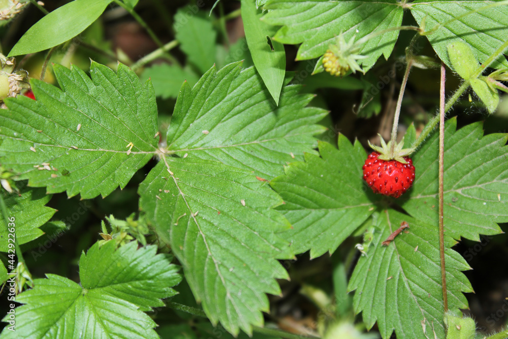wild garden strawberry macro photo wild garden strawberry macro photo
