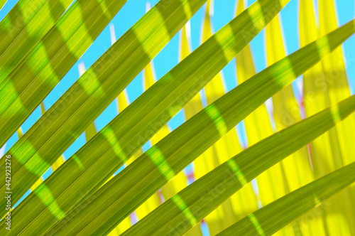 Abstract colorful green yellow blue turquoise natural leaves texture background