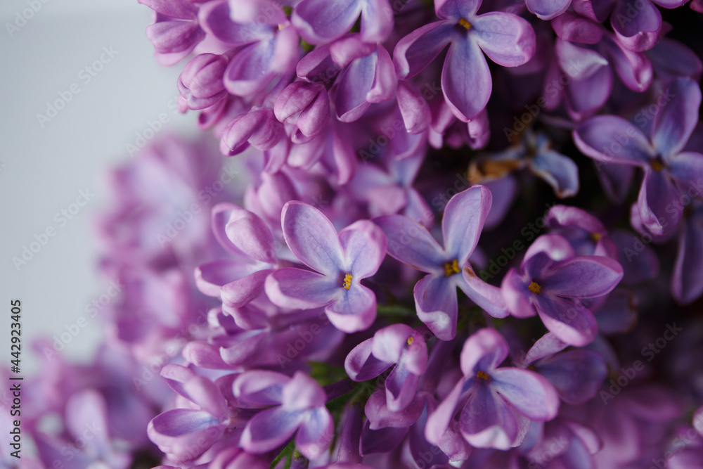 Beautiful tender young spring flowers of lilac. Macro shot of small lilac flowers, spring background.