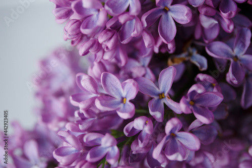 Beautiful tender young spring flowers of lilac. Macro shot of small lilac flowers  spring background.