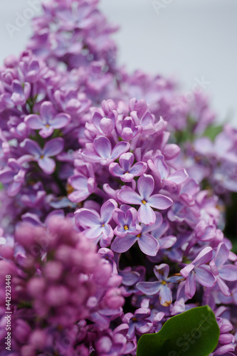 Beautiful tender young spring flowers of lilac. Macro shot of small lilac flowers, spring background.