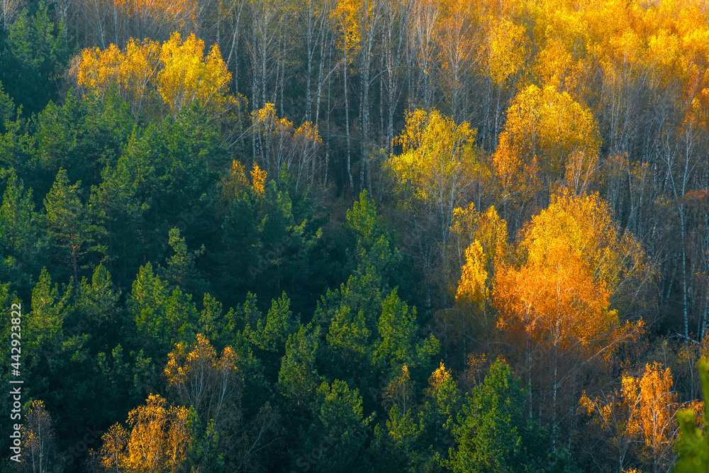 Green (conifers) and yellow (deciduous) trees in autumn.