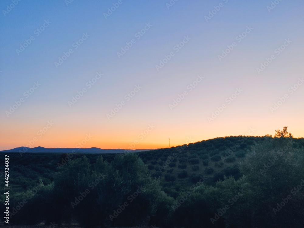 olive trees in a country landscape at sunset, an olive grove in the province of Jaén, Andalucia (Spain)