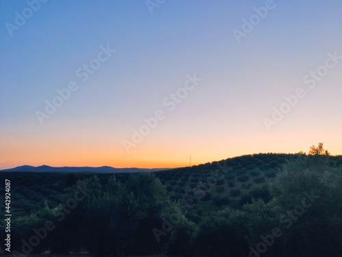 olive trees in a country landscape at sunset, an olive grove in the province of Jaén, Andalucia (Spain)