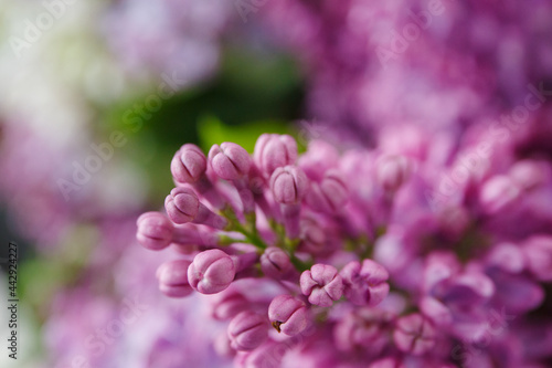 Fototapeta Naklejka Na Ścianę i Meble -  Beautiful tender young spring flowers of lilac. Macro shot of small lilac flowers, spring background.
