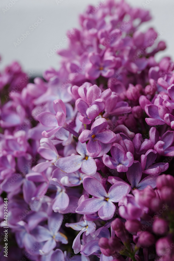 Obraz premium Beautiful tender young spring flowers of lilac. Macro shot of small lilac flowers, spring background.