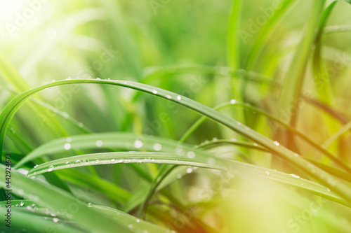 Background from long green leafed grass with sunbeams