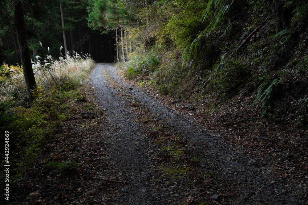 Obraz premium 林道