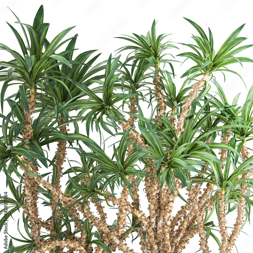 3D illustration of Dracaena in a rusty flowerpot isolated on white background 3D illustration of Dracaena in a rusty flowerpot isolated on white background