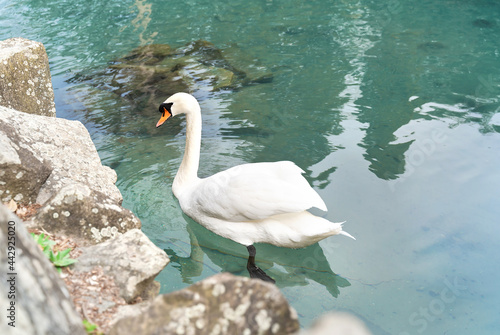 Beautiful white swan floating in turquoise lake along the rocky shore. Natural background for your design.