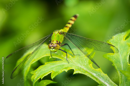 Dragonfly sitting on a green leaf with wings spread