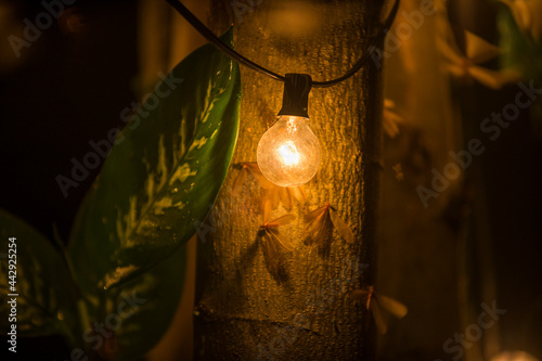 Moths Flying Around Lightbulb Dark summer night of tropical Rainforest ecosystems with light from illuminated wings of bug swarm