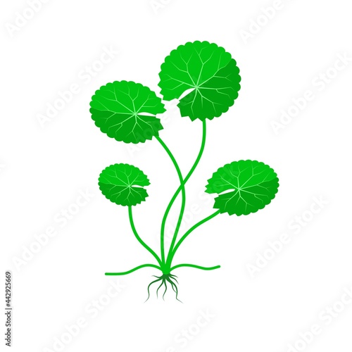 Vector illustration, Gotu kola or Centella asiatica, medicinal plant in ayurvedic medicine.