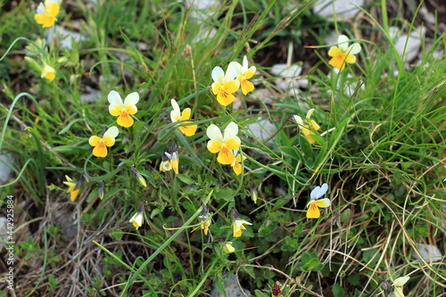 wild pansy flowers in the grass in spring