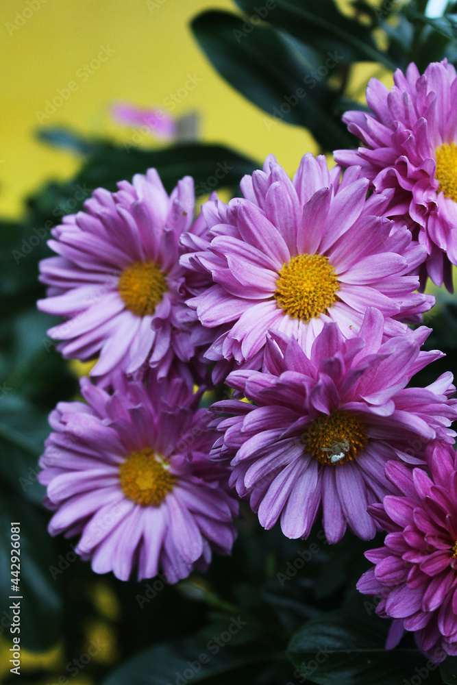 Beautiful aster flower in the garden Beautiful aster flower in the garden