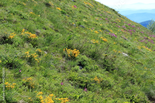 field of wildflowers