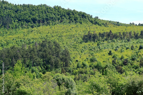 forest in the mountains