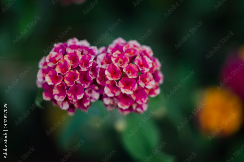 Lantana various color bloom in the garden, green leaf backgroud Lantana various color bloom in the garden, green leaf backgroud