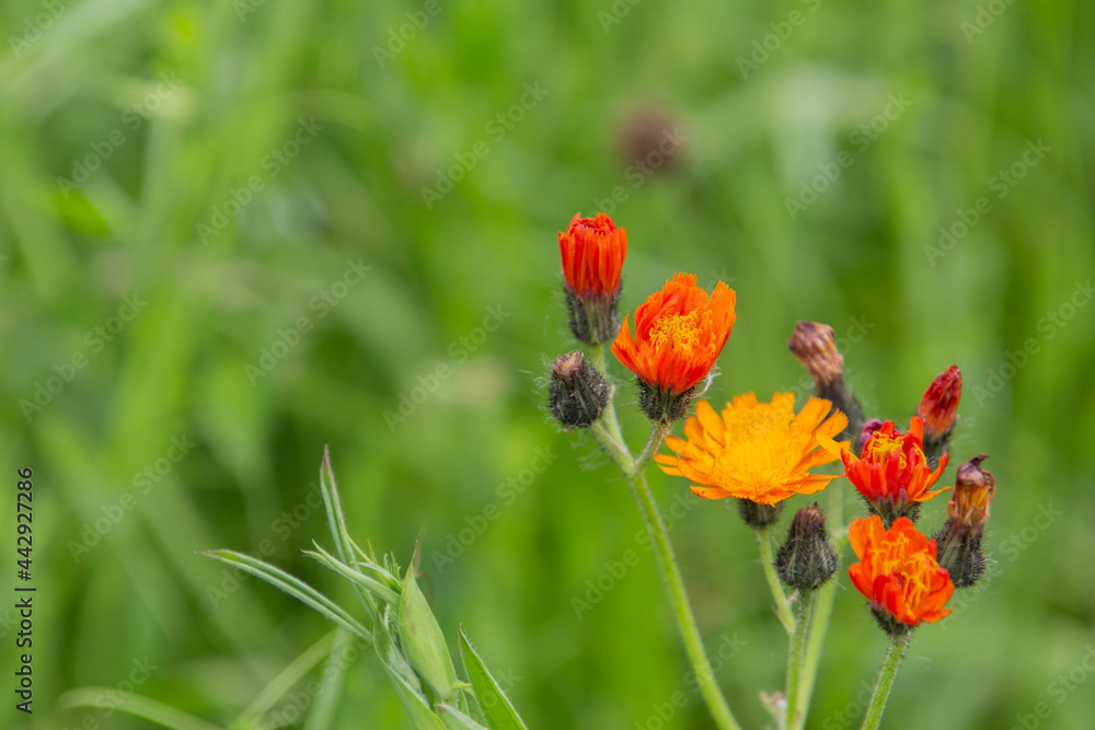 Close up of orange hawkweed with copy space, also called Hieracium aurantiacum or habichtskraut Close up of orange hawkweed with copy space, also called Hieracium aurantiacum or habichtskraut