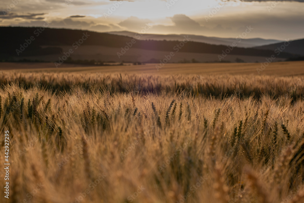 Barley field (Hordeum vulgare) in the summer. Golden spikes of barley  during the sunrise.