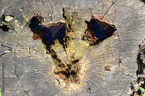 surface of an old stump