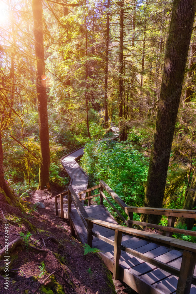 Lynn Canyon Park, North Vancouver, British Columbia, Canada. Beautiful Wooden Hiking Trail in the Rainforest. Sunny Summer Morning. Lynn Canyon Park, North Vancouver, British Columbia, Canada. Beautiful Wooden Hiking Trail in the Rainforest. Sunny Summer Morning.