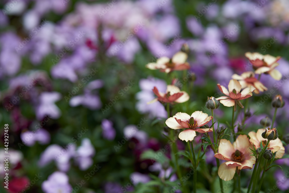Fototapeta premium Beautifully blooming ranunculus against a pansy background