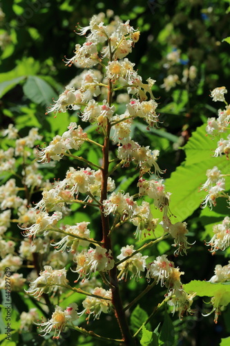 chestnut blossom in spring