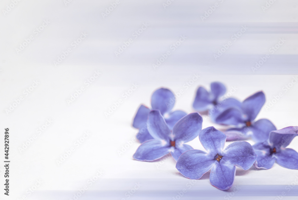 A blooming branch of lilacs. Lilac flowers on a light background. A bunch of lilac flowers. A blooming branch of lilacs. Lilac flowers on a light background. A bunch of lilac flowers.