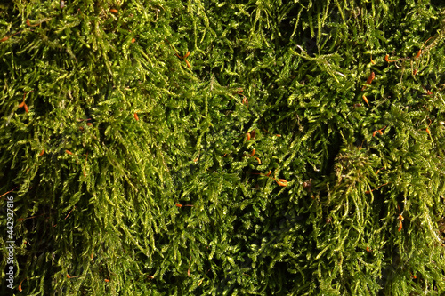 closeup of a green moss in spring