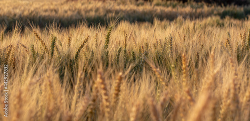 Barley field (Hordeum vulgare) in the summer. Golden spikes of barley during the sunrise.