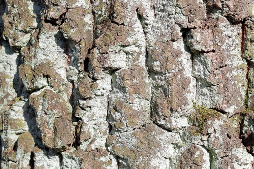 closeup of a mossy bark of an old pine tree
