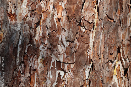 closeup of a bark of an old pine tree