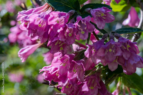 Flourishing branch of lilac flowers. Pink flowers. Blooming bush.