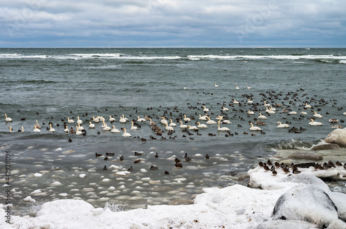 Waterfowl in winter. Birds on the sea in winter. Swans and gulls in the sea in winter.