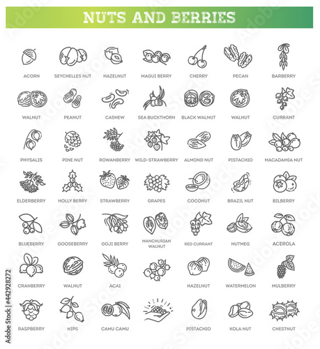 web icons collection - nuts and berries. Vector symbols Fototapeta
