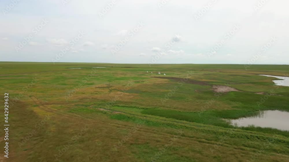 Flock of Wild White Swans Fly over Plain. Aerial View