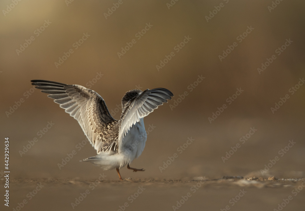 Obraz premium Juvenile Little Tern at Asker marsh, Bahrain