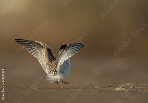 Juvenile Little Tern  at Asker marsh, Bahrain © Dr Ajay Kumar Singh