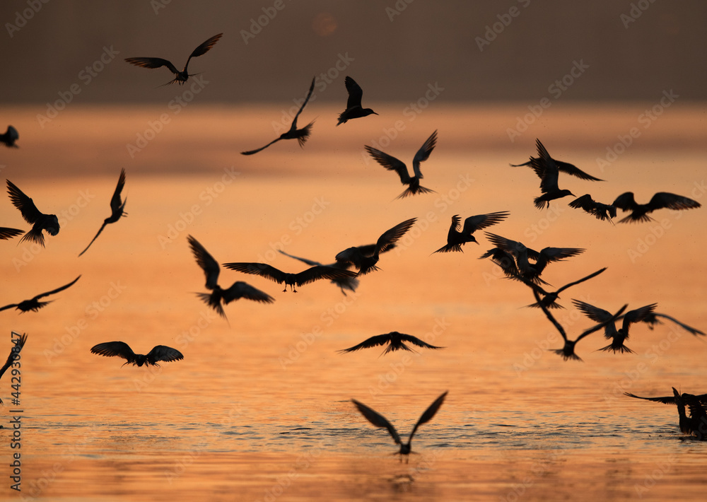 Fototapeta premium White-cheeked Terns fishing at Tubli bay, Bahrain