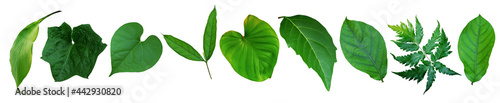 set of green leaf and tropical plant leaf on white background for design elements, Flat layd.clipping path photo