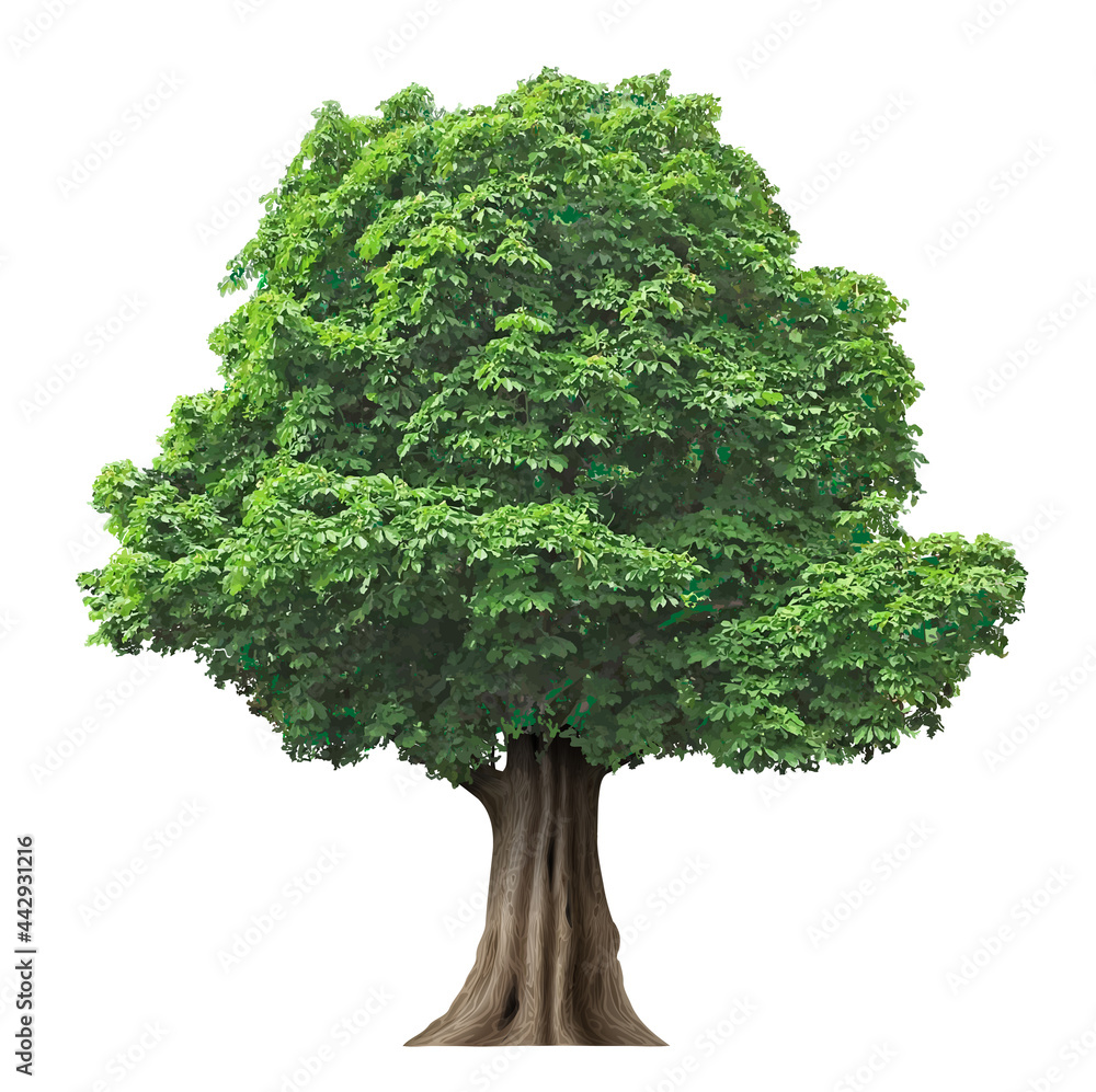 Realistic fairy old oak tree in vector