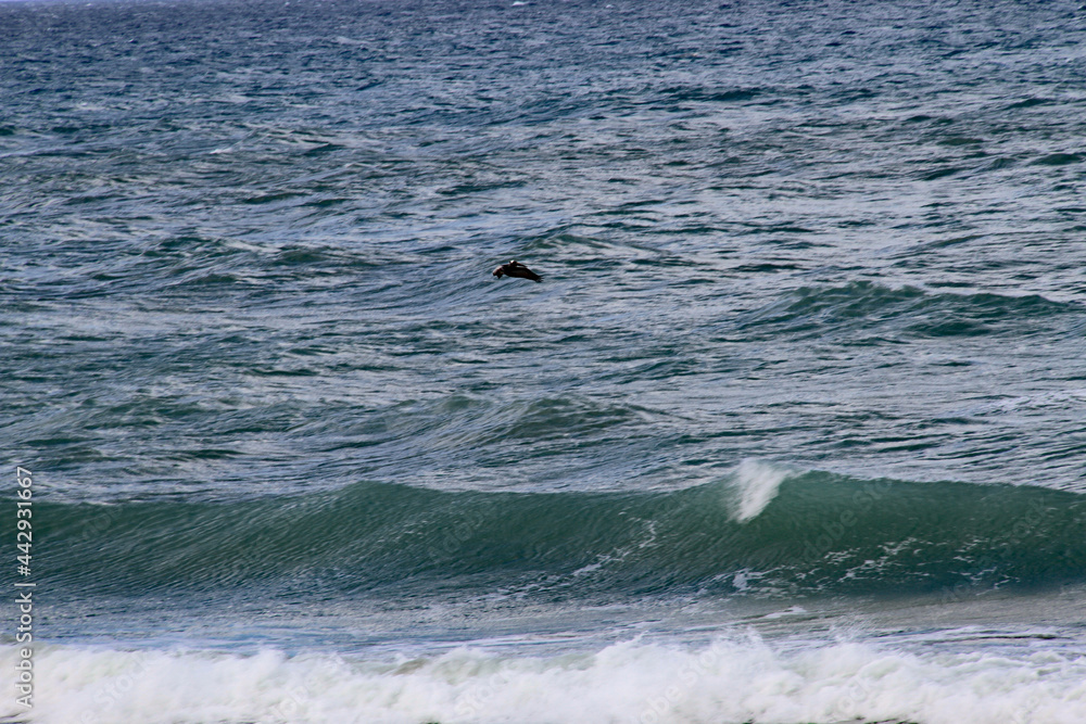 Fototapeta premium Bird dives for fish