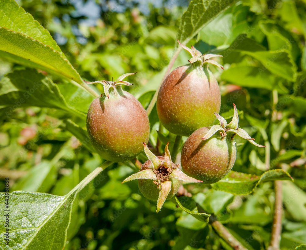 Obraz premium Apples growing on a tree