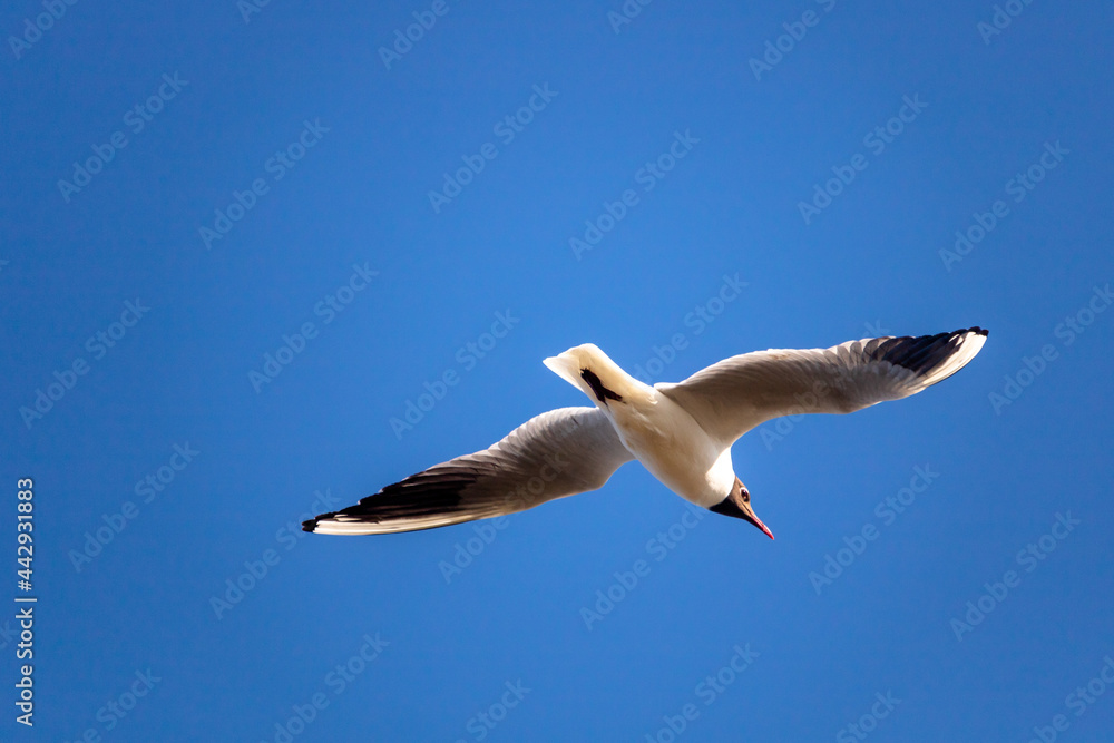 Close up of black-headed gull flying in clear blue sky, Essex coast, England, UK