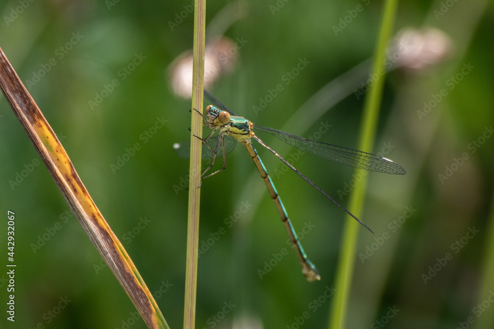 marais villers sur mer 14 calvados normandie blue dragonfly Eastern pondhawk, Erythemis simplicicollis, Libellule marais villers sur mer 14 calvados normandie blue dragonfly Eastern pondhawk, Erythemis simplicicollis, Libellule