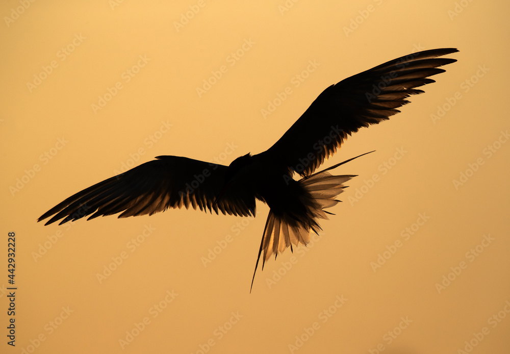 Fototapeta premium Silhouette of White-cheeked Tern at Tubli bay, Bahrain