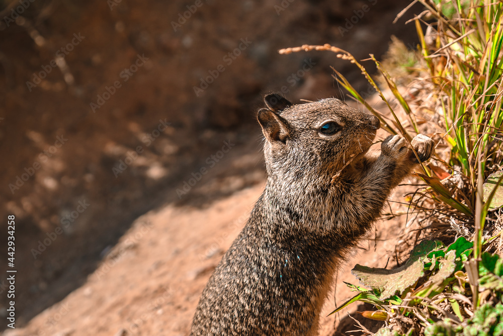 Fotografie California ground squirrel on the coast