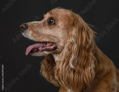 Cocker Spaniel