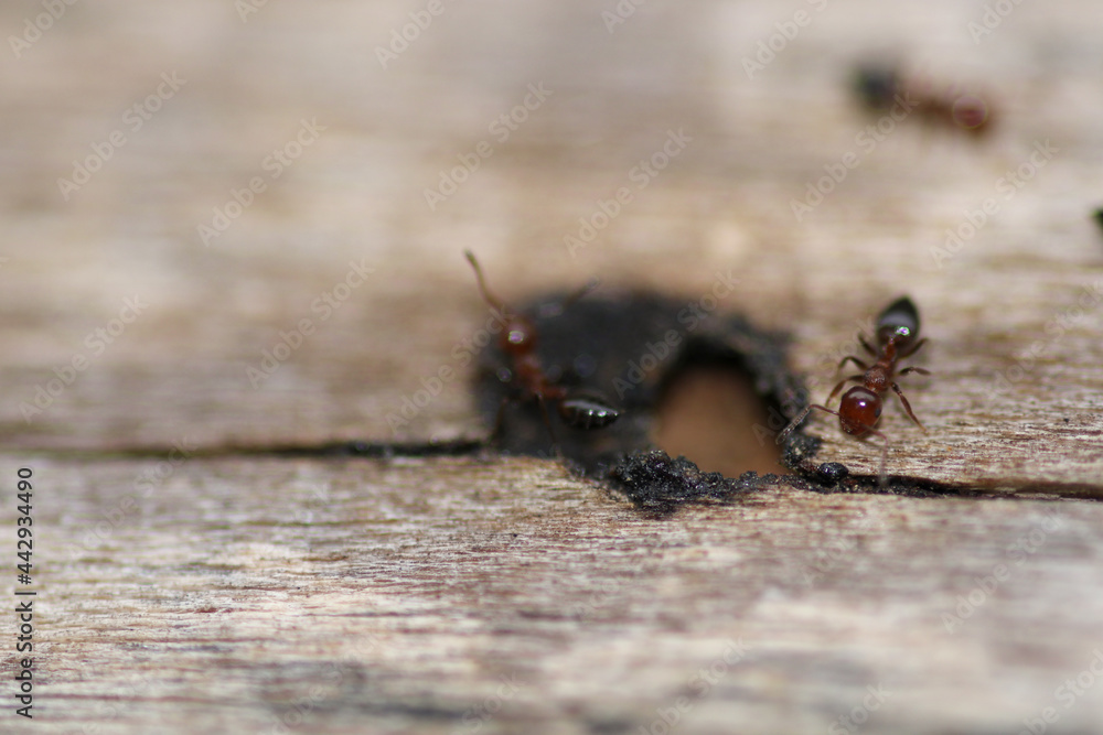 Obraz premium crematogaster scutellaris ant macro photo